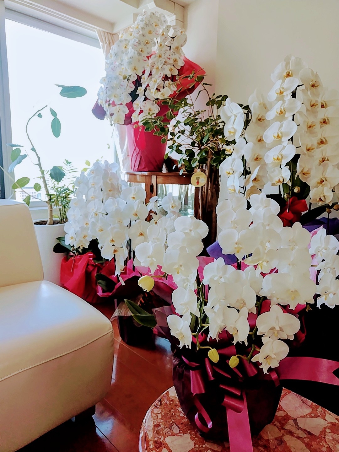 胡蝶蘭回収 (5個）