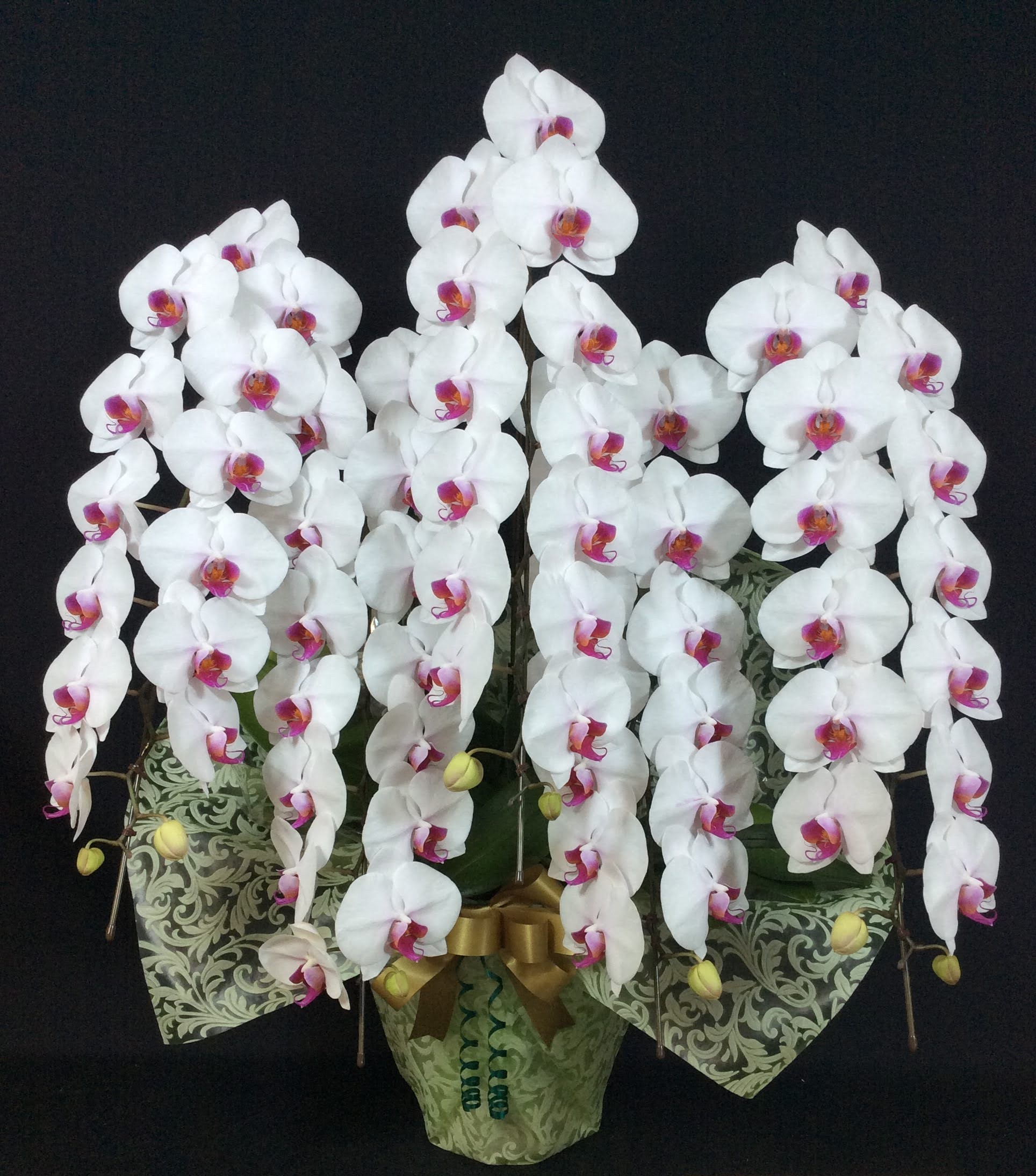 胡蝶蘭 5本立 ハイクオリティ (リップ)