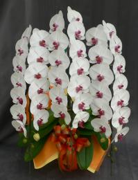 胡蝶蘭 3本立 ハイクオリティ (リップ)