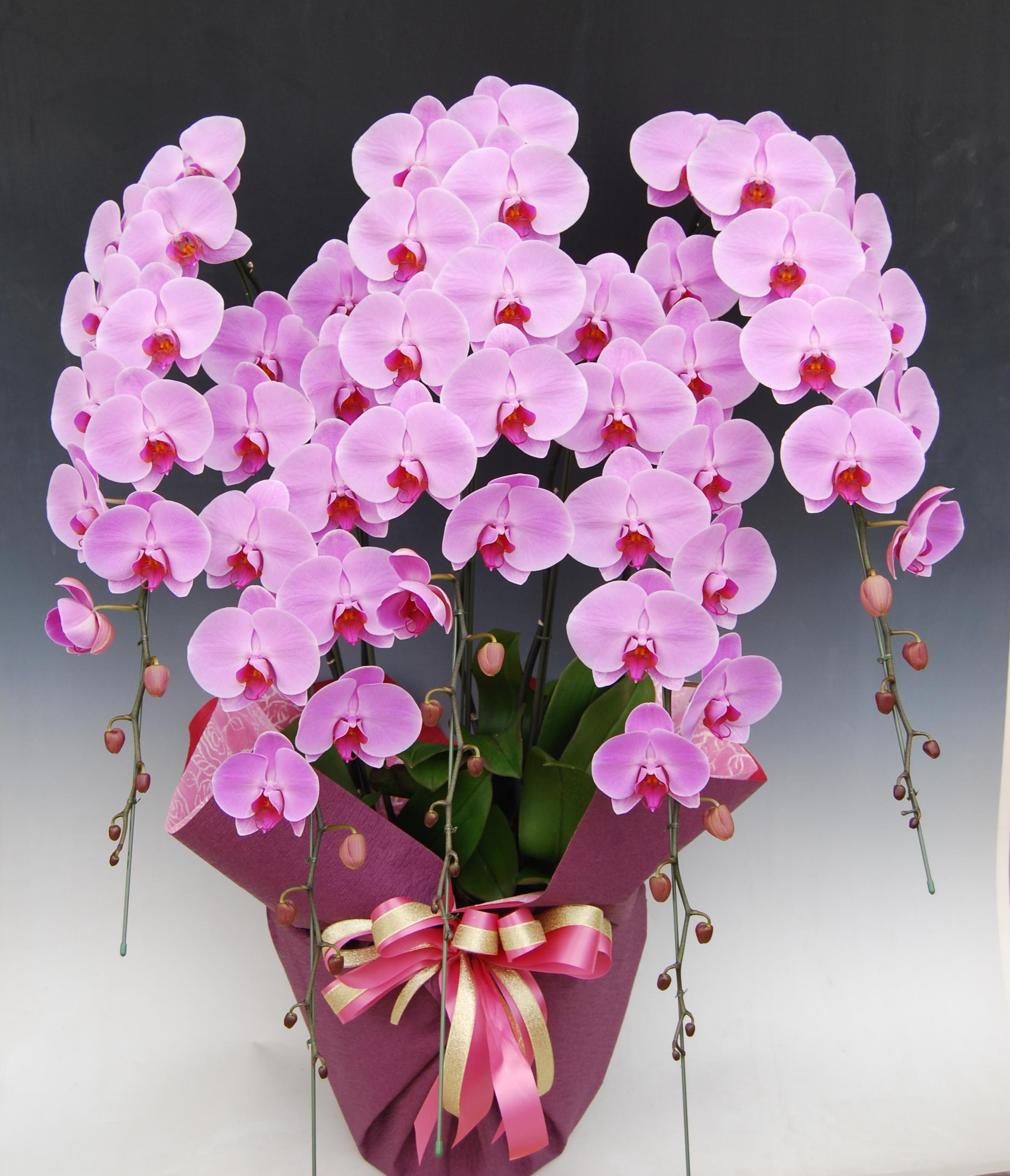 胡蝶蘭 5本立 エレガンスB (ピンク)