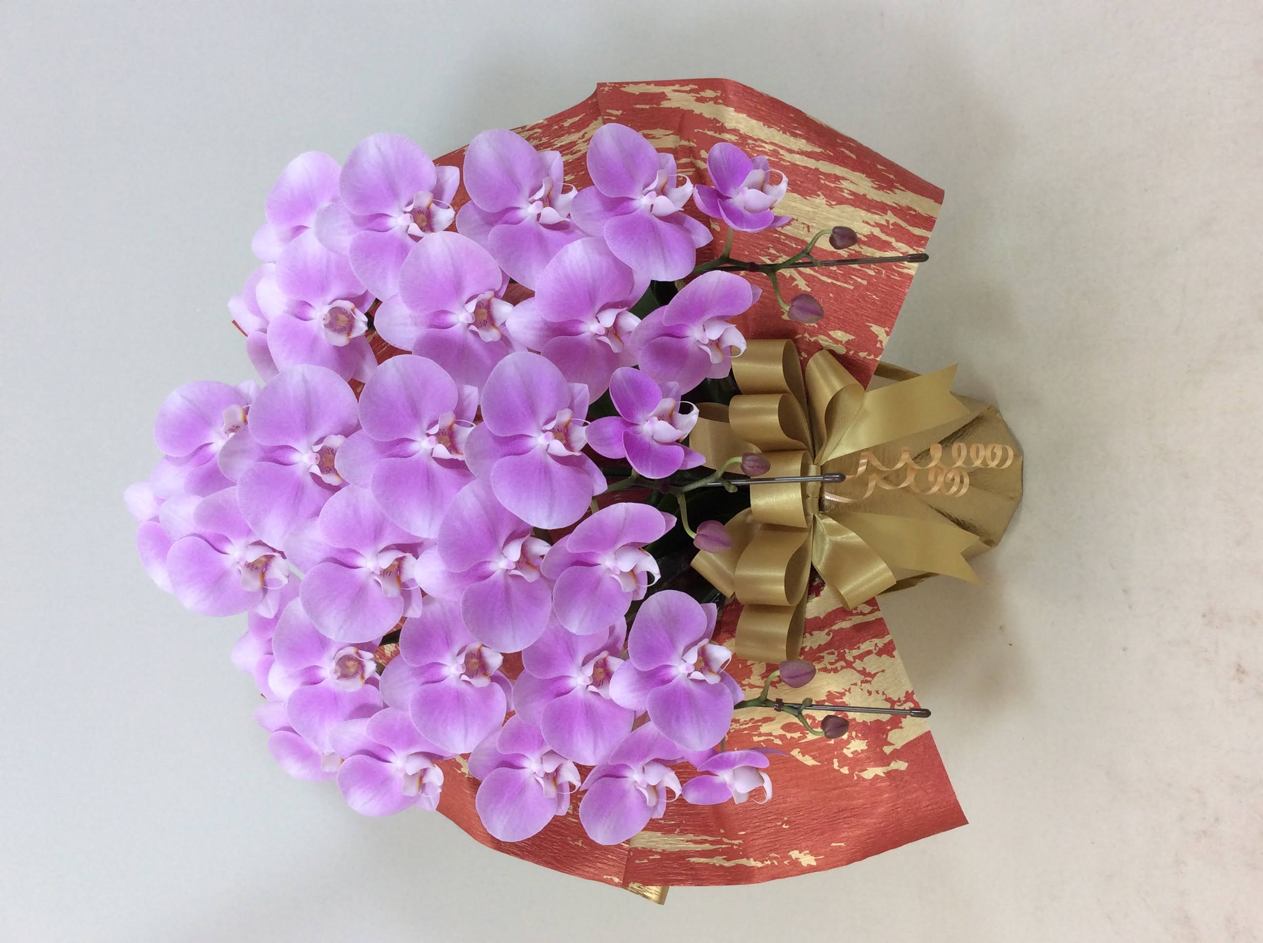 胡蝶蘭 3本立 ミディB (ピンク)