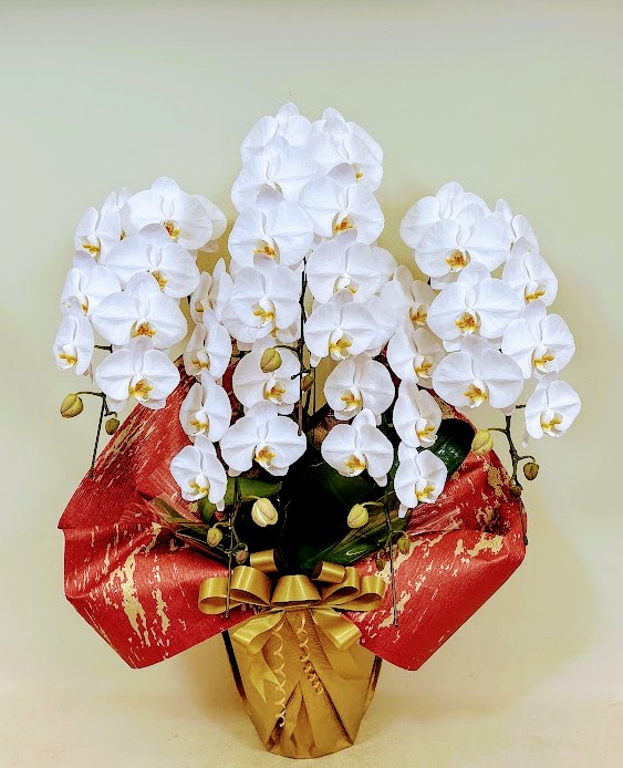 胡蝶蘭 5本立 エレガンスA (白)