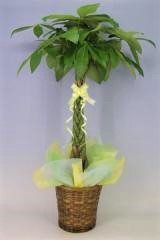 観葉植物 パキラ(発財樹) 7号 鉢 かご・受け皿付き