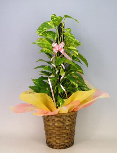 観葉植物 ポトス 7号 鉢 ヘゴ仕立て かご・受け皿付き