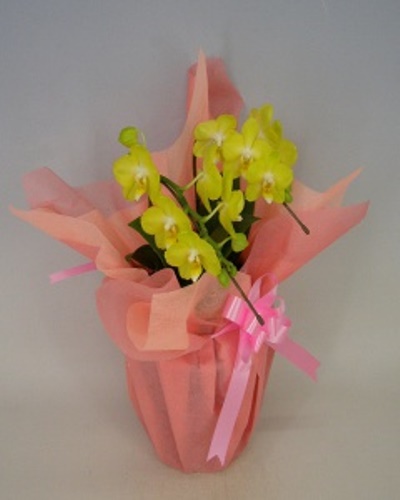 胡蝶蘭 2本立 ミディ (黄色)