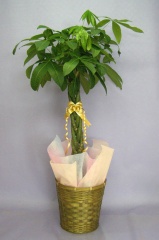 観葉植物 パキラ(発財樹) 8号 鉢 かご・受け皿付き