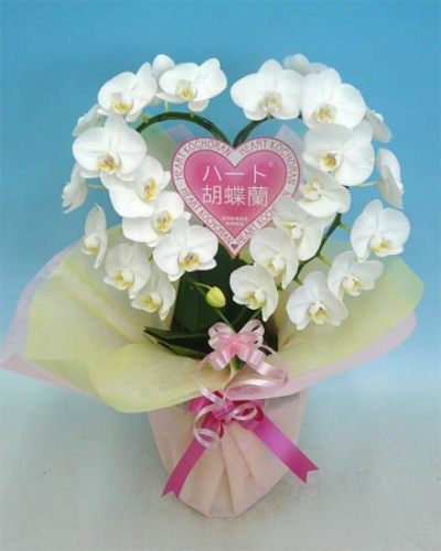 胡蝶蘭 ハート ミディ (白)