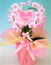 胡蝶蘭 ハート ミディ (大き目)  (さくら色)