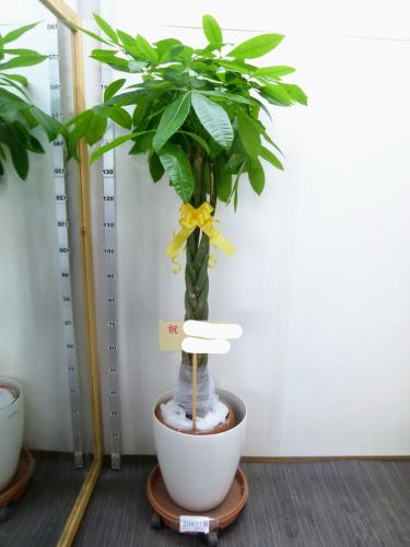 観葉植物 パキラ 10号鉢 ラスターポット