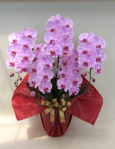 胡蝶蘭 5本立 エレガンスA (ピンク)
