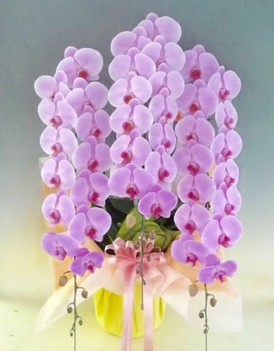 胡蝶蘭 3本立 プレミアム (ピンク)