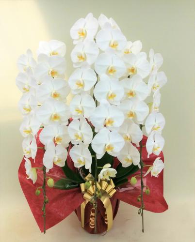 胡蝶蘭 3本立 プレミアム (白)