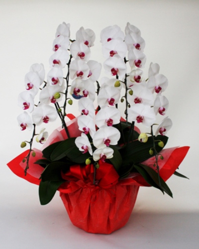 胡蝶蘭 5本立 エレガンスB (リップ)