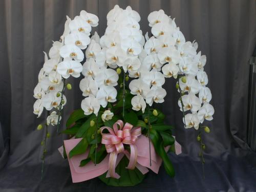 胡蝶蘭 7本立 ハイクオリティ (白)