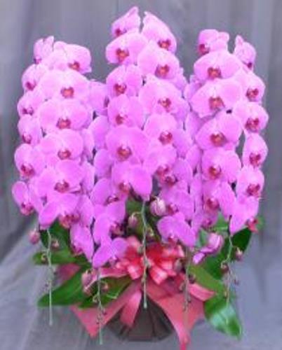 胡蝶蘭 5本立 ハイクオリティ (ピンク)