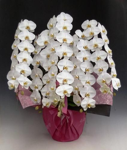 胡蝶蘭 5本立 ハイクオリティ (白)