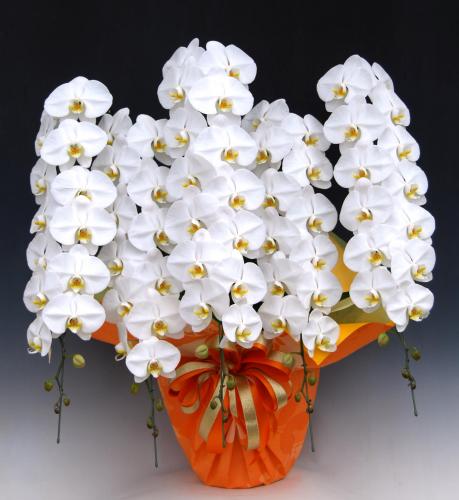 胡蝶蘭 5本立 プレミアム (白)