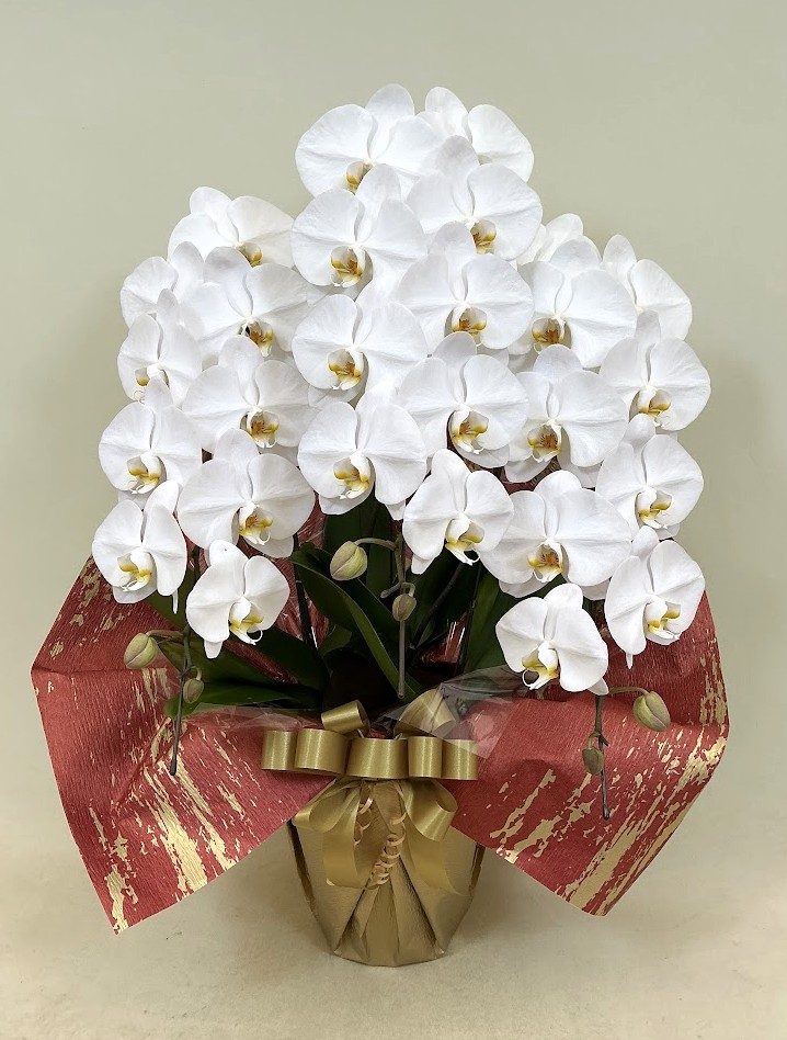 胡蝶蘭 3本立 エレガンスA (白)