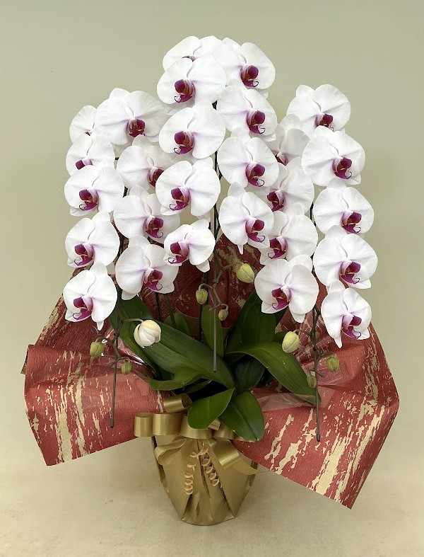 胡蝶蘭 3本立 エレガンスA (リップ)