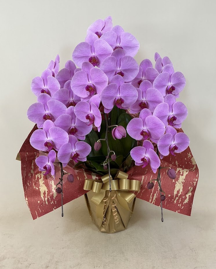 胡蝶蘭 3本立 エレガンスA (ピンク)