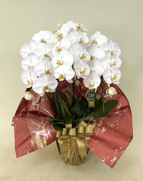 胡蝶蘭 3本立 スタンダード (白)