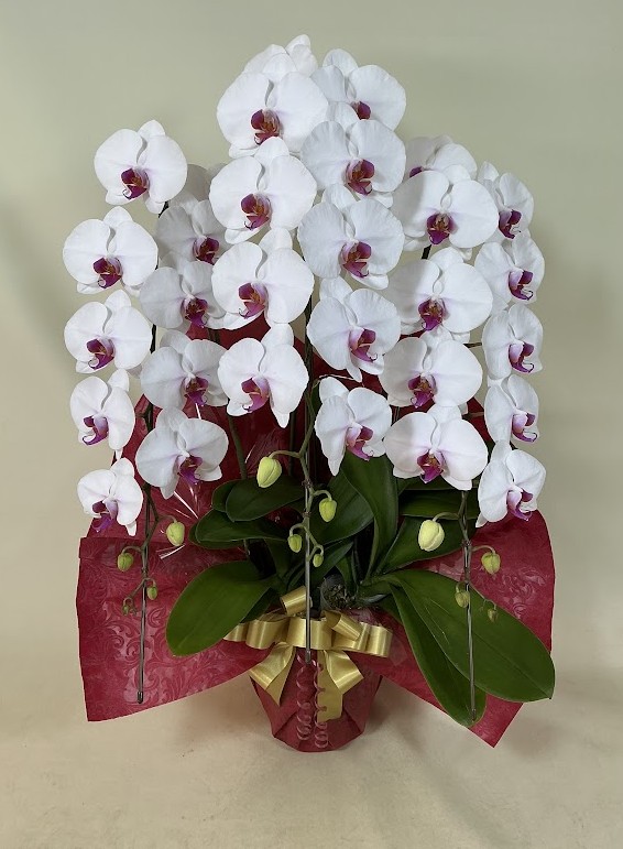 胡蝶蘭 3本立 エレガンスB (リップ)