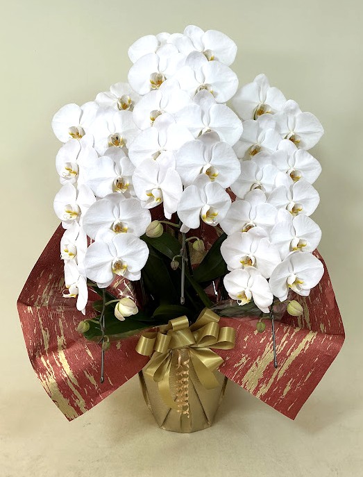 胡蝶蘭 3本立 エレガンスB (白)