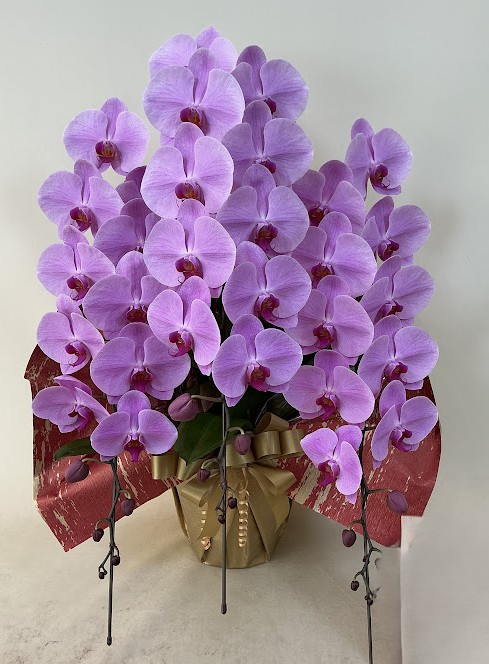 胡蝶蘭 3本立 エレガンスB (ピンク)