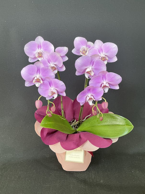 胡蝶蘭 2本立 ミディ (ピンク)